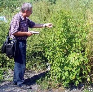 Амброзія — фото рослини і чим воно небезпечне