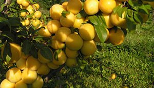 Зливу колоновидна: опис і характеристики кращих сортів