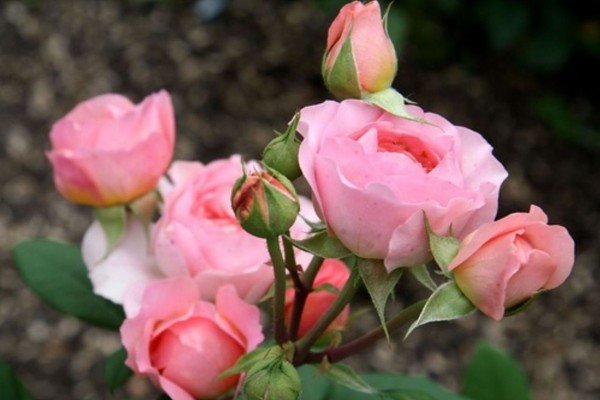 Багаторічники зимуючі у відкритому грунті — каталог