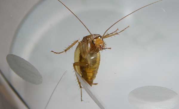 До чого сняться клопи уві сні   в квартирі, в ліжку, сонник