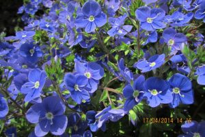 Ніжний квітка Вероніка у вашому саду: різноманітність сортів з описом і барвистими фотографіями