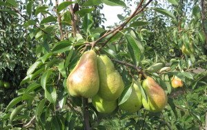 Груша Абат Феттель — опис сорту