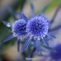 Лікування аденоми простати народними засобами