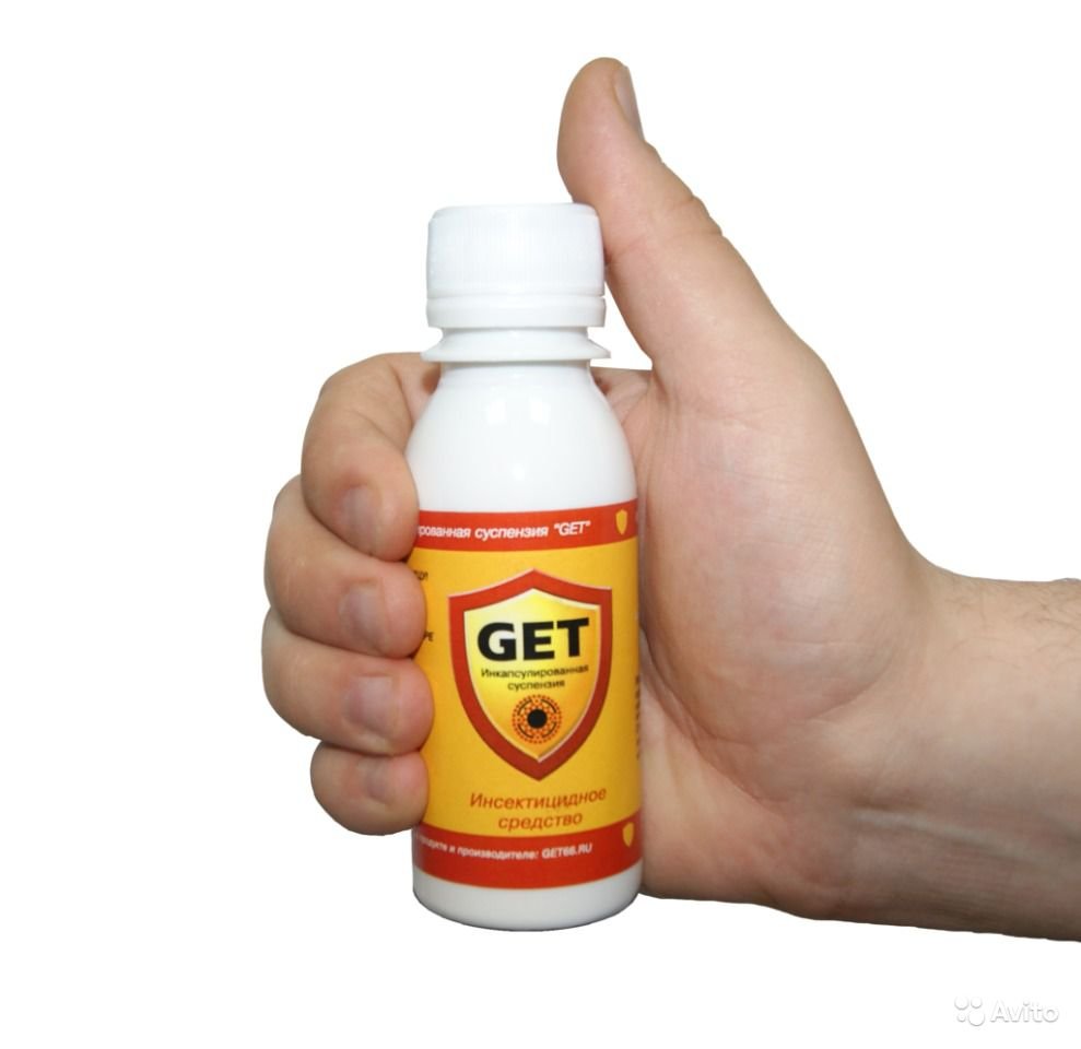 Личинки клопів   домашніх і постільних, як виглядають на фото