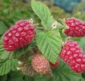 Малина: найпопулярніші сорти з описом і барвистими фотографіями