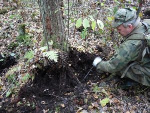 Сонник Коріння Дерев, рослин в землі бачити уві сні до чого сняться