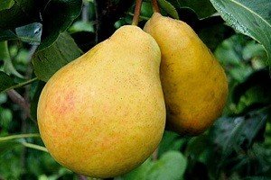 Популярні осінні сорти груш Бере Боск, Московська, Вірна і Россошанская: характерні особливості плодів