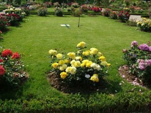 Зелені троянди — ознака плодючості: кращі сорти і барвисті фото