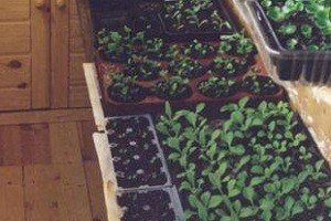 Особливості вирощування та догляду за перцем в теплиці або парнику: покрокове керівництво і відео від фахівця