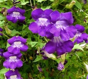 Вюни багаторічники — фото та назви витких рослин для саду