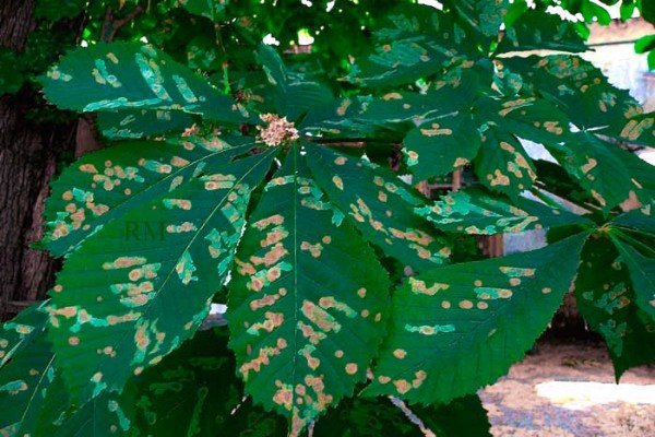 Мінуюча міль: представляємо портрети шкідників