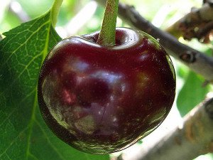 Опис сорту вишні Зустріч: особливості і правила догляду