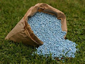 Удобрюємо буряк: правила і рекомендації правильного догляду та підгодівлі