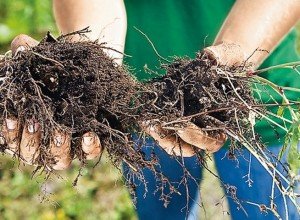 Вирощування астильби на ділянці: підготовка насіння і садіння у відкритий грунт