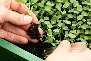 Монтбреция – шафрановий аромат або невизнаний гладіолус