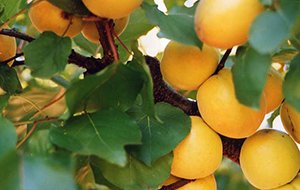 Самоплідні абрикоси: особливості і характеристики сортів