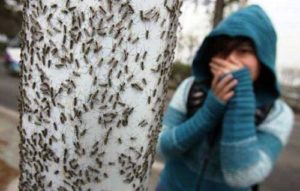 Сонник Рій Мух в будинку у сні бачити до чого сняться?