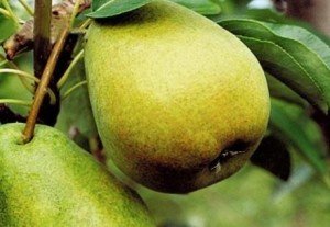 Сорт груші Бере Рояль: опис італійської великої груші — родоначальниці морозостійких гібридів