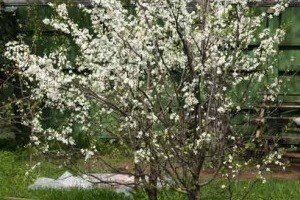 Опис сорту і особливості посадки вишні Брусницына