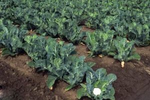 Цвітна капуста: вирощування у відкритому грунті, посадка й догляд, фото і сорти капусти