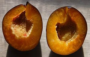 Пізньостиглий сорт сливи Стенлі: смакові якості та нюанси агротехніки