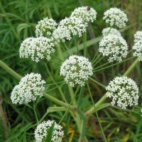 Як лікувати анемію народними засобами?