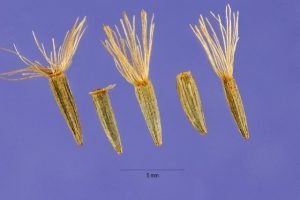 Ліатріс: посадка і догляд у відкритому грунті, фото сортів і секрети рясного цвітіння