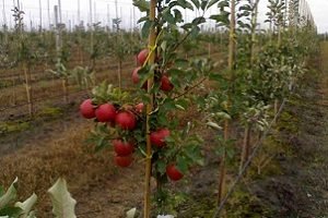 Яблуня Чемпіон: фото та опис високоврожайного сорту