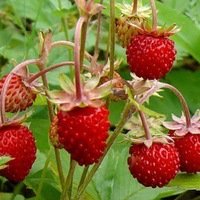 Як лікувати анемію народними засобами?