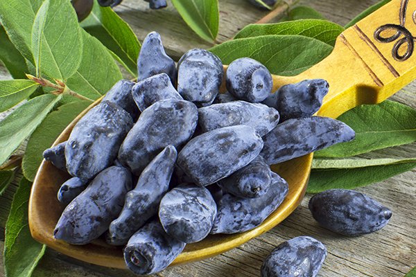 Які сорти жимолості найкраще підходять для Уралу: назви та опис видів, нюанси посадки та догляду