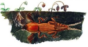 Капустянка і її личинка: опис, фото і дієві методи боротьби з комахою