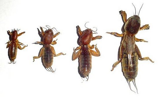 Личинка капустянки: характеристика й особливості розвитку