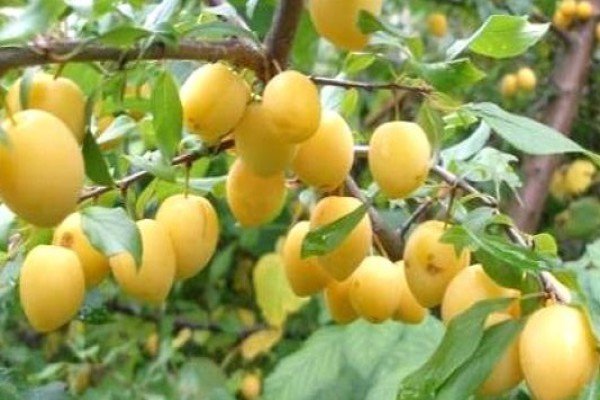 Популярні сорти жовтих слив для посадки та вирощування на дачній ділянці: фотогалерея з описом