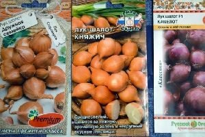 Дивовижний овоч цибуля шалот — правила догляду та вирощування