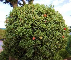 Тис ягідний: фото, різновиди і особливості вирощування