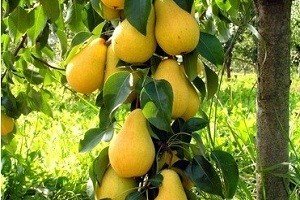 Груша колоновидна: характеристики плодів найпоширеніших сортів