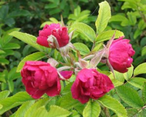 Сорти троянди Ругози: правила вирощування та особливості догляду