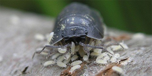 Мокриця – особливості існування і поширені види