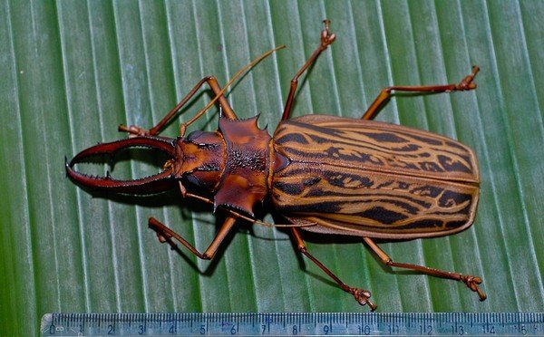 Жук вусач: види і засоби для знищення