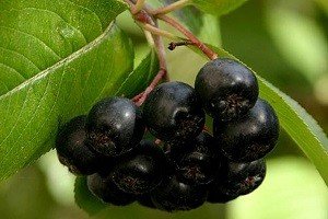 Карликова груша: особливості виведення і характеристики найбільш популярних сортів