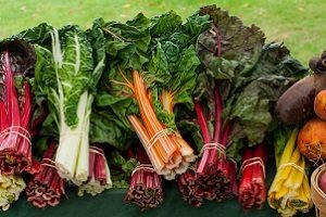 Що їдять индоутки: рекомендації по харчуванню свійської птиці