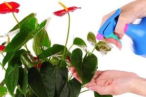 Квіти «Жіноче щастя» і «Чоловіче щастя»: прикмети, фото і магічні властивості