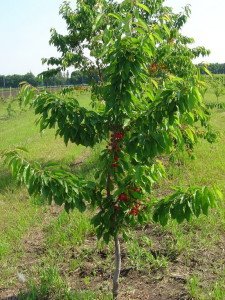 Опис сорту черешні з красивою назвою Джерело: вибір саджанців та їх посадка