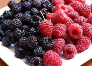 Малина: найпопулярніші сорти з описом і барвистими фотографіями