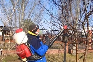Обробка саду восени від шкідників і хвороб: препарати та порядок робіт