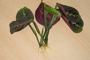 Вирощування ніжною тропічної маранти в домашніх умовах