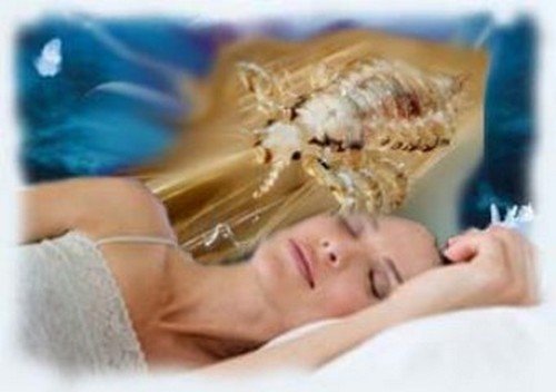 До чого сняться воші в голові у себе, у дитини на голові і на іншій людині