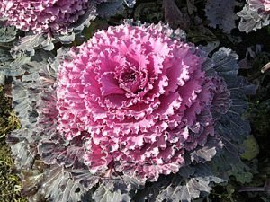 Декоративна капуста: вирощування і догляд