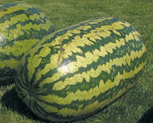 Найбільший кавун в світі: рекордсмени різних країн з вирощування гігантських ягід