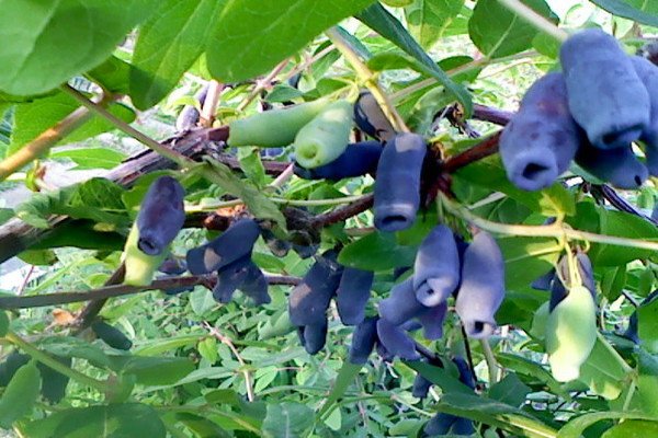 Які сорти жимолості найкраще підходять для Уралу: назви та опис видів, нюанси посадки та догляду